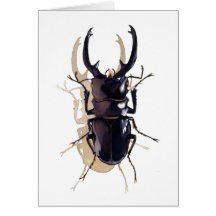 "Stag beetle" Insect Watercolor Art Greeting Cards