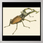 Stag Beetle Posters