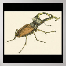 Stag Beetle Posters
