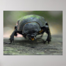 Stag Beetle Posters
