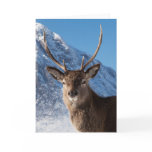 Stag cards