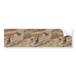 Stag Deers In Glencoe Bumper Stickers