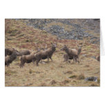 Stag Deers In Glencoe Greeting Cards