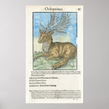 Stag Print