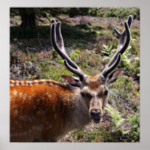 Stag Poster