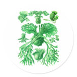 Staghorn Fern stickers