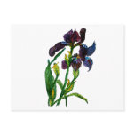 Stained Glass Iris postcards