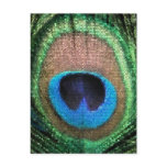 Stained Glass Peacock postcards