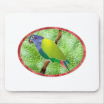Stained Glass Pionus Parrot