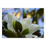 Stained Glass Sky Southern Magnolia Gifts Apparel Card