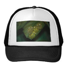 Stained Glass Tree Frogs Mesh Hats