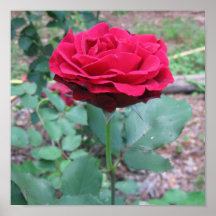 Stairway to Heaven Rose Poster