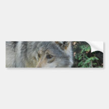 Stalking Wolf Bumper Stickers