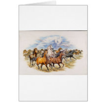 Stallion Stampede Cards