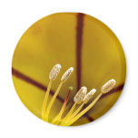 Stamen of Hibiscus magnets