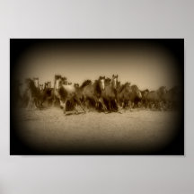 Stampede Posters