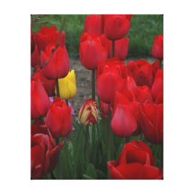 Stand out My Tulip Canvas Print