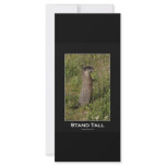 Stand Tall Marmot Card rack cards