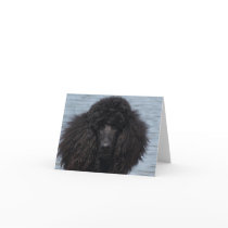 Standard Poodle at the Beach Card