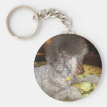 Standard poodle - Whit Key Chains