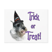 Standard Schnauzer Trick