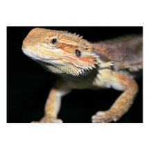 Standing Bearded Dragon Business Cards
