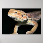 Standing Bearded Dragon Poster