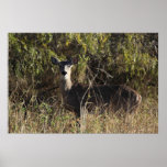 Standing Doe Poster