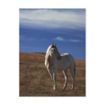 Standing Horse Post Cards
