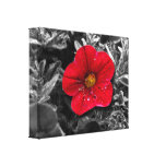 Standing Out Gallery Wrap Canvas
