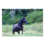 Standing Tall 15.29 x 10.18 Photographic Print