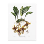 Stanhopea tigrina postcard