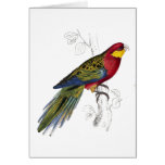 Stanley Parrakeet by Edward Lear cards