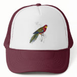 Stanley Parrakeet by Edward Lear hats