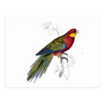 Stanley Parrakeet by Edward Lear Postcard