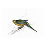 Stanley Parrakeet (young male) by Edward Lear business cards