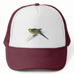 Stanley Parrakeet (young male) by Edward Lear hats