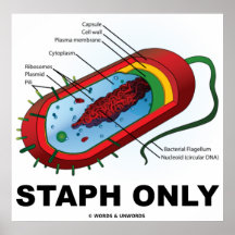 Staph Only (Bacteria Prokaryote) Poster