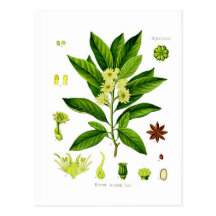 Star anise postcards