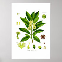 Star anise print