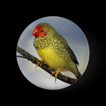 Star Finch Badge buttons