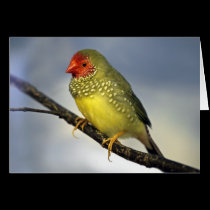 Star Finch Card
