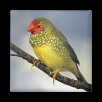 Star Finch Magnet