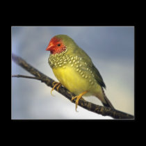 Star Finch Postcard