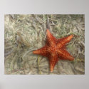 Star Fish Print