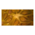 star fruit photo cards
