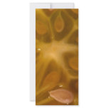 star fruit rack cards