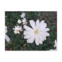 Star Magnolia Postcard