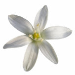 Star of Bethlehem ~ acrylic Acrylic Cut Out
