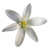 Star of Bethlehem ~ acrylic Acrylic Cut Out